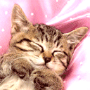 小猫睡觉.gif